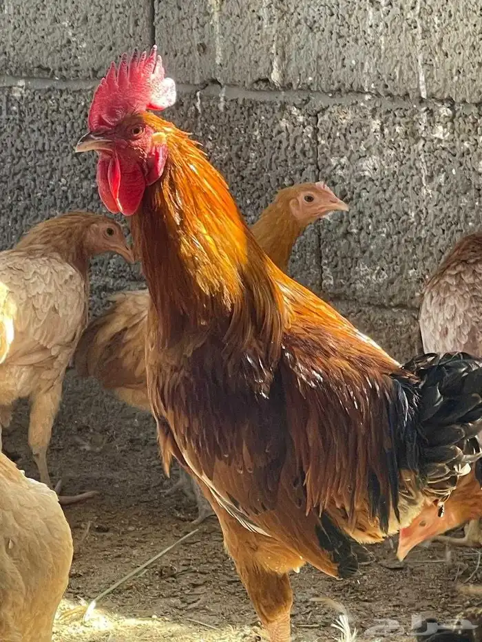 للبيع ديوك 3