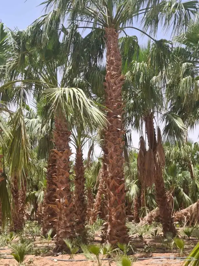 يوجد لدينا اشجار الزيتون وترمنليا وشجار ضل كبيره من 5