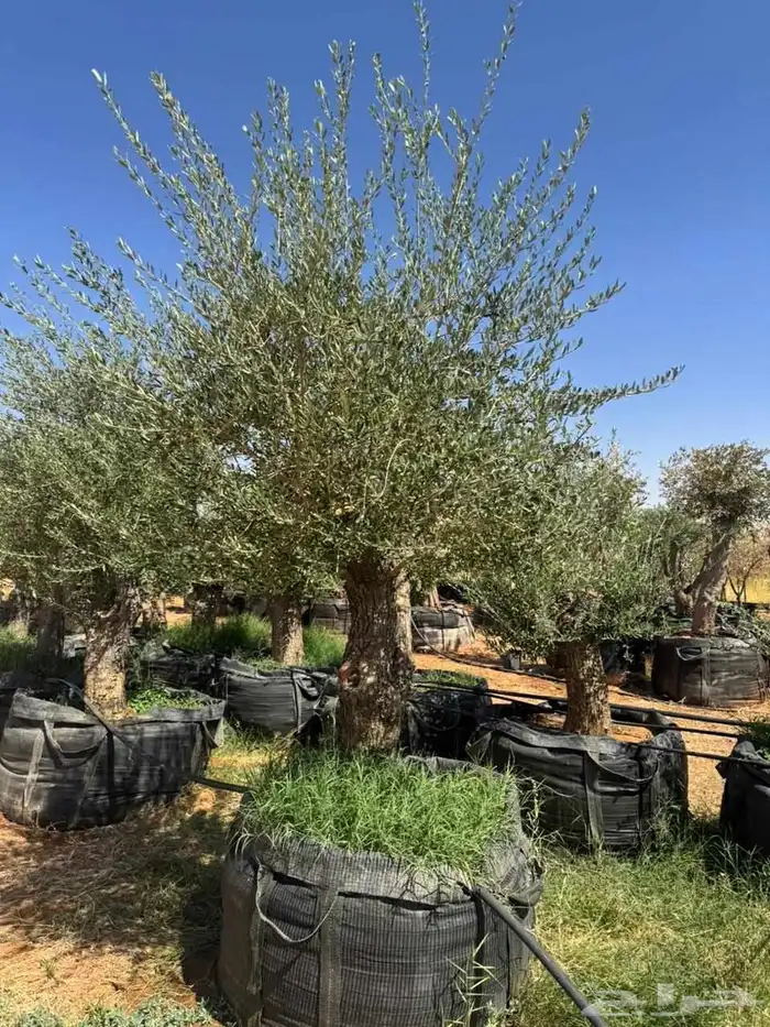 شجر زيتون ونخل عربي ونخل واشنطونيا زينه 8