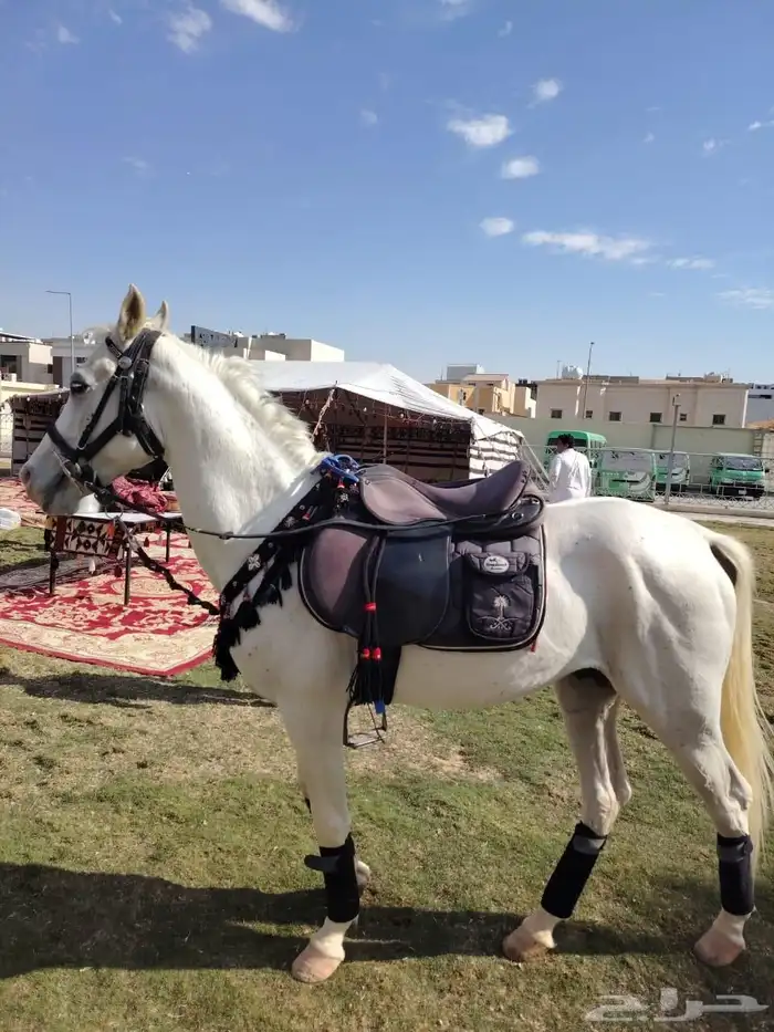 اجار جمال رحول وخيل عربية اصيلة 4