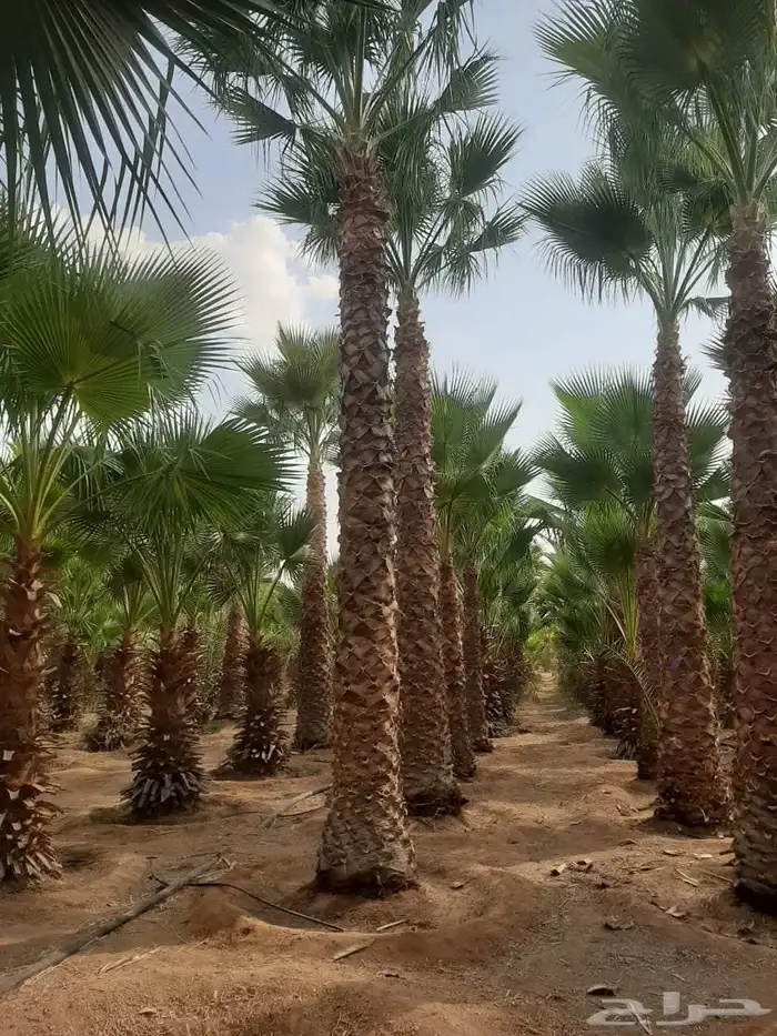 نخل واشنطن أمريكي ونخل عربي مثمر ونخل ملوكي واشجار 7