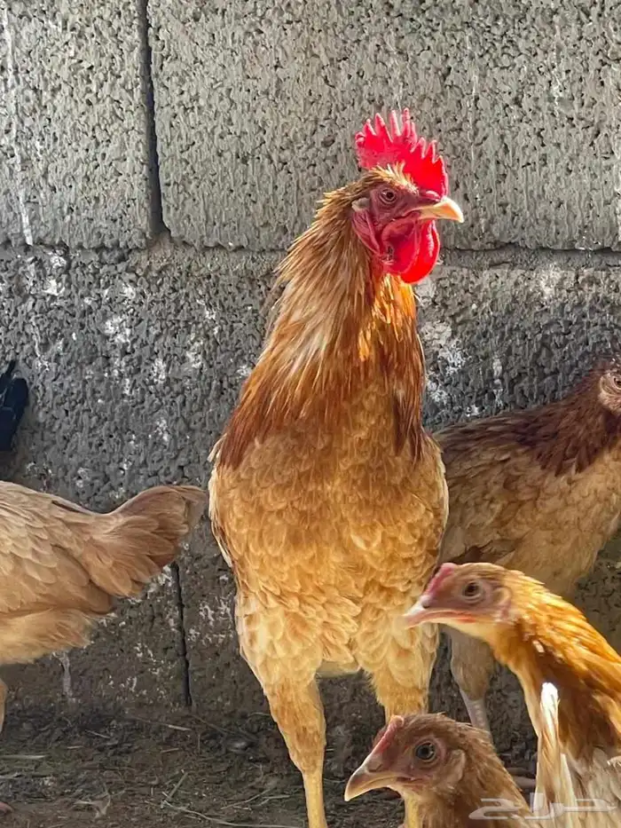 للبيع ديوك 0