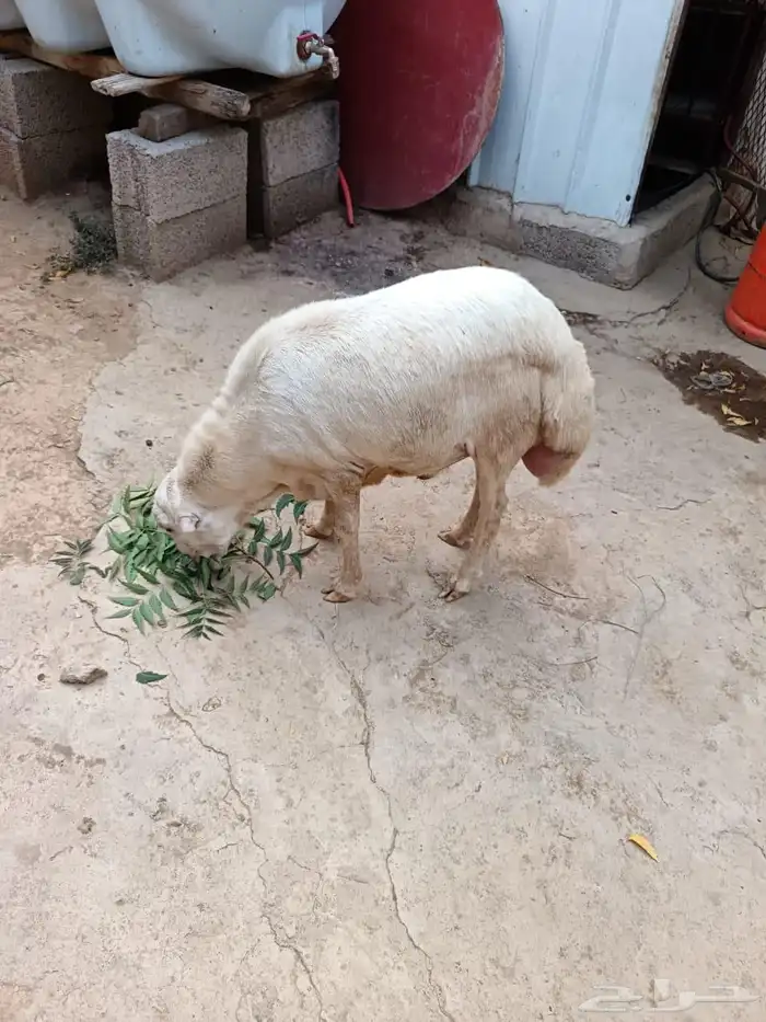 خروف بلدي 0