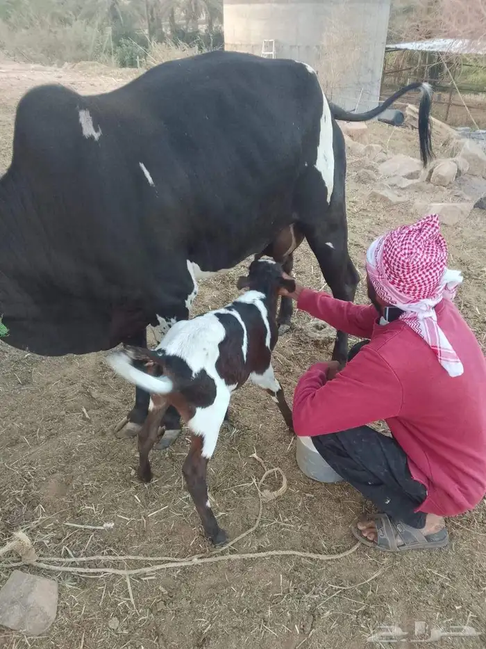 بقرة ولد 4