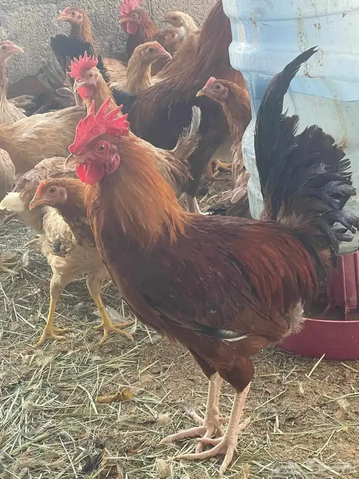 للبيع ديوك 1