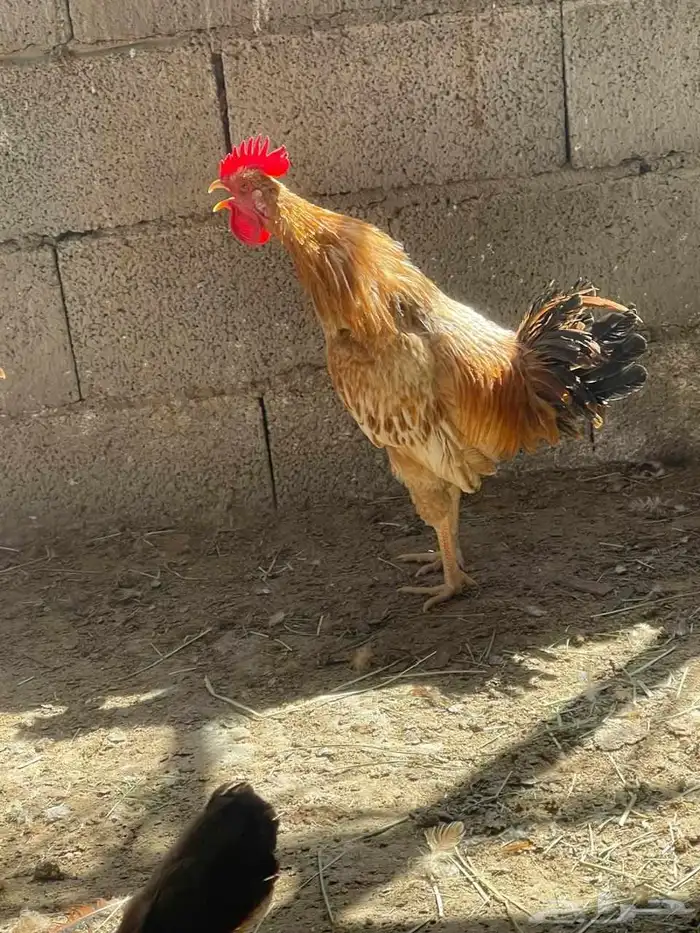 للبيع ديوك 4