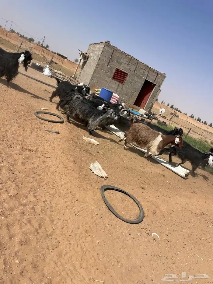 معزا مراح عوارض وملاوين اغلبها دفيع بفحلها طيبه 9