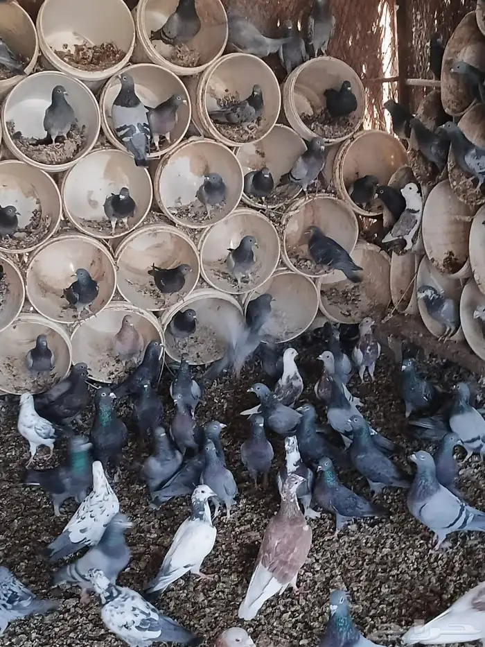 للبيع حمام العدد حولي 400 زاجل وفرنسي 0