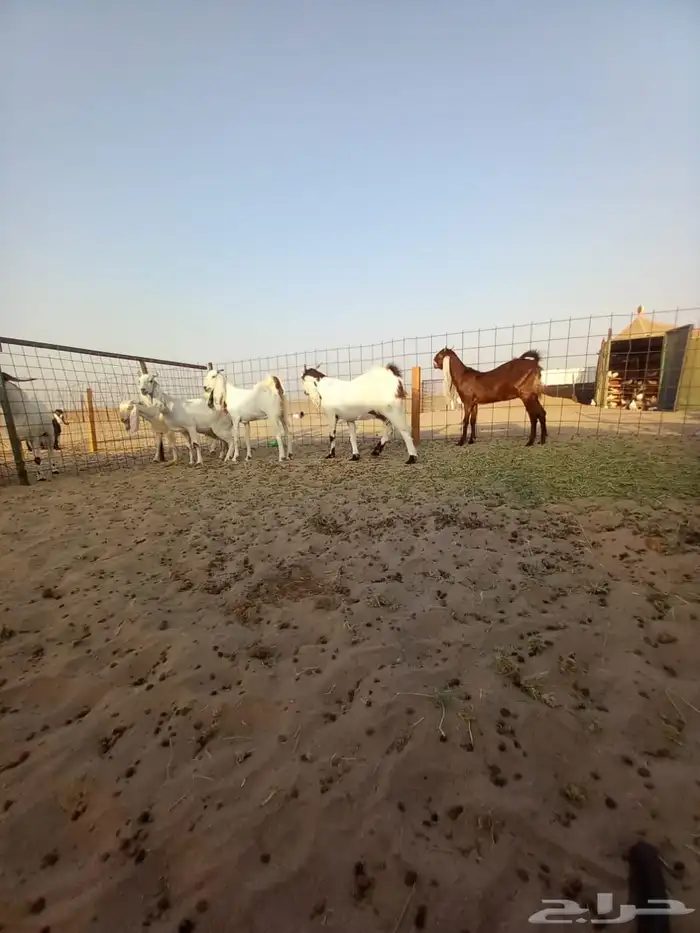 ماعز مشاريك فواخر 1