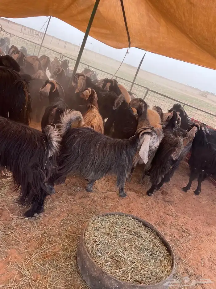 معزا مراح عوارض وملاوين اغلبها دفيع بفحلها طيبه 4