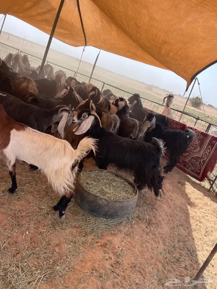 معزا مراح عوارض وملاوين اغلبها دفيع بفحلها طيبه 3