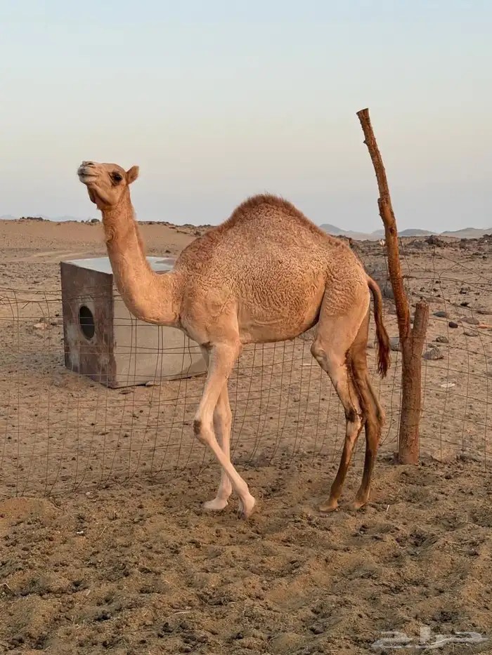 بكره بنت الواصل وبكره الثانيه بنت ولد الواصل 0