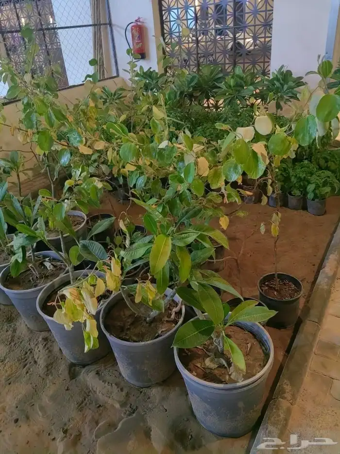 شتلات حناء وسدر طبيعية من مزرعتنا إلى حديقتك 1