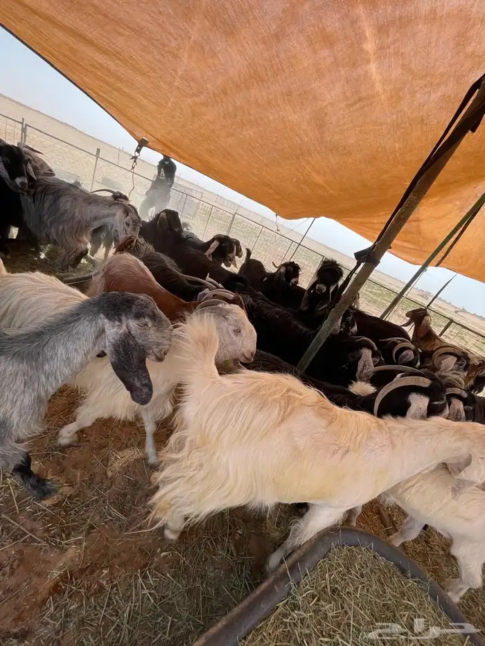 معزا مراح عوارض وملاوين اغلبها دفيع بفحلها طيبه 1