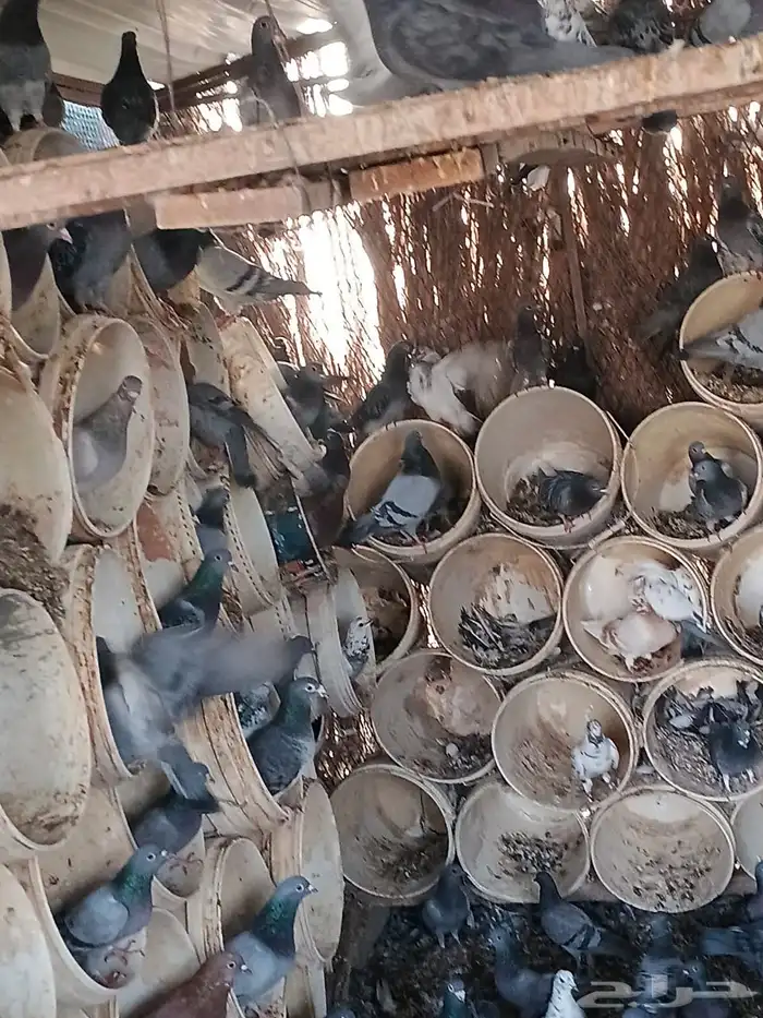 للبيع حمام العدد حولي 400 زاجل وفرنسي 1