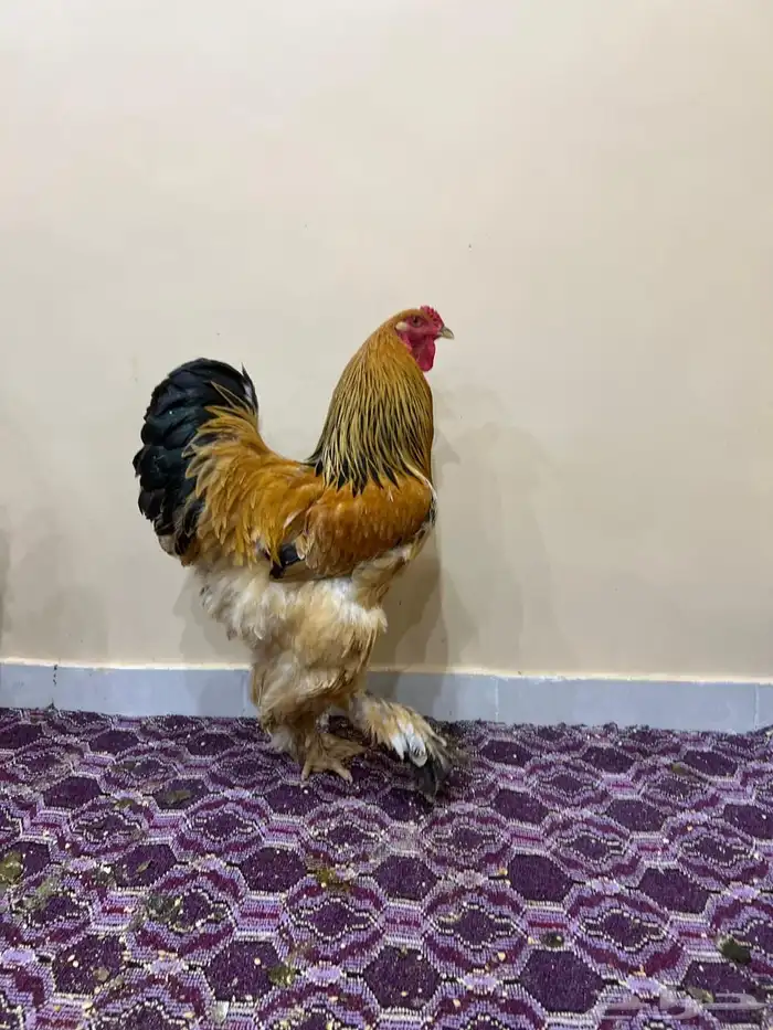 براهما 6