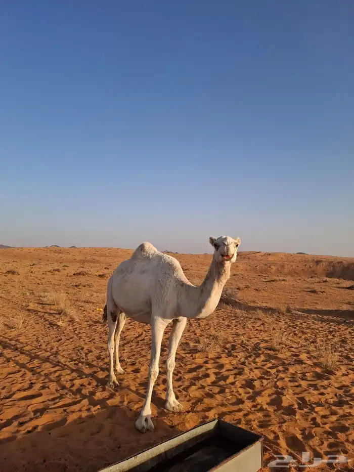 اللقحه نصوف على كحيلاني 0