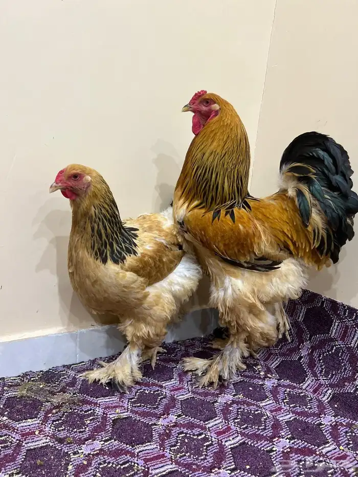 براهما 4