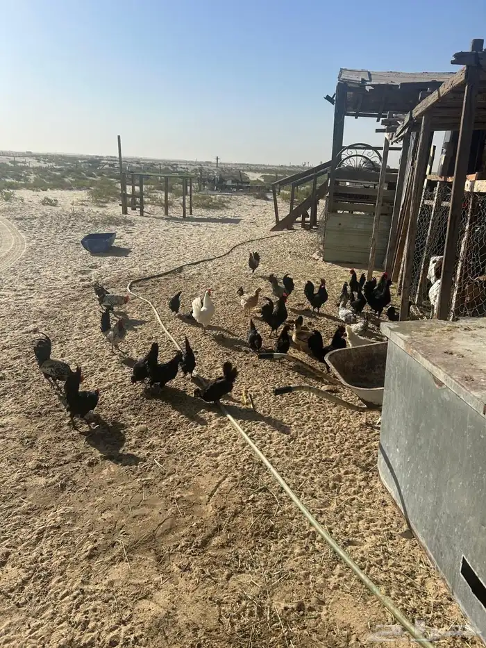 دجاج مشكلة عربي وفيومي 3