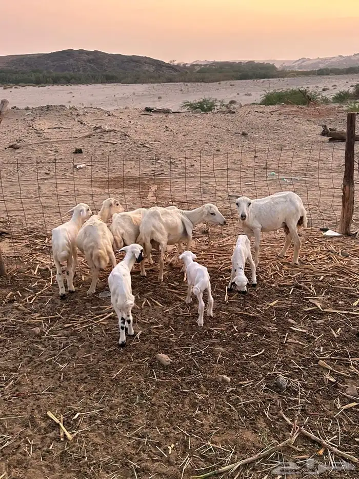 ضان رفيديه 2