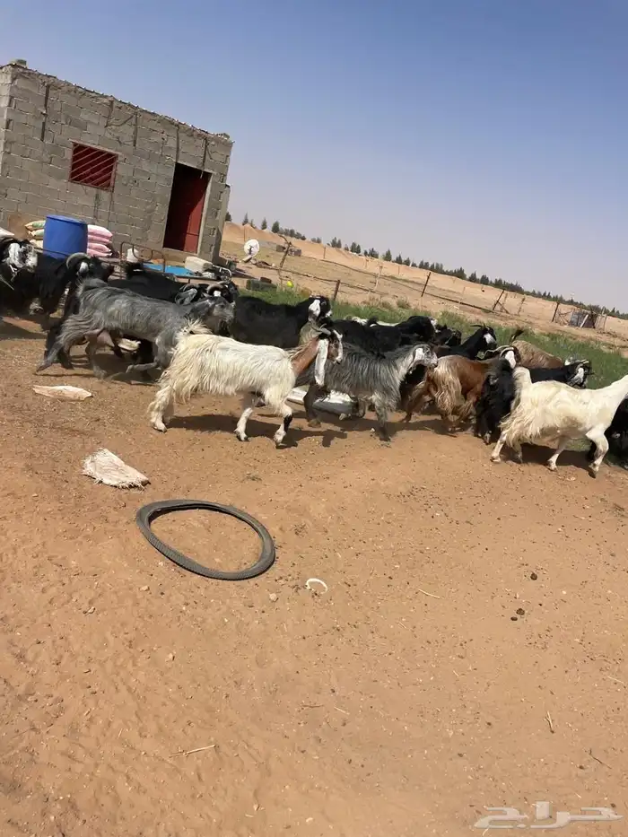 معزا مراح عوارض وملاوين اغلبها دفيع بفحلها طيبه 8