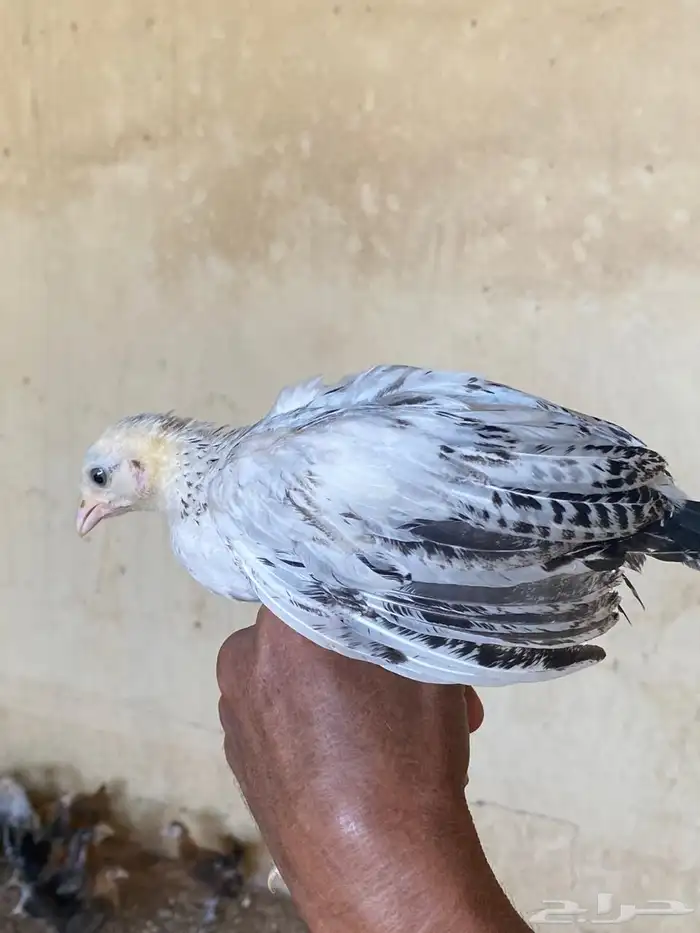 صيصان بلدي و فيومي مخلوطه مع بعض 3