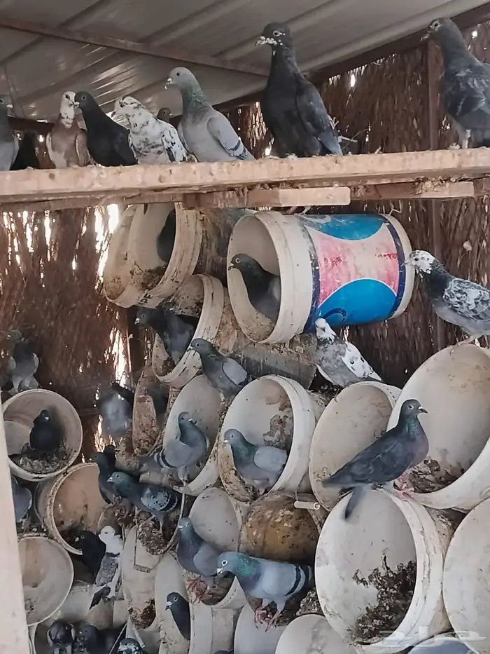 للبيع حمام العدد حولي 400 زاجل وفرنسي 3