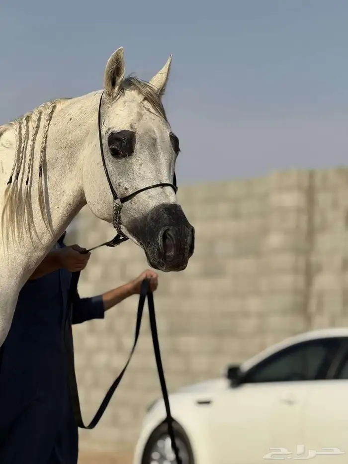 يوجد تاجير ركوب الخيل ب ساعات 0