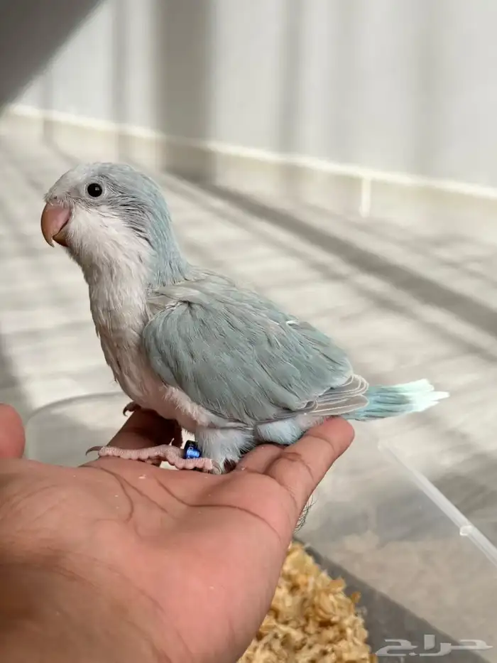 كويكر دايلوت 0
