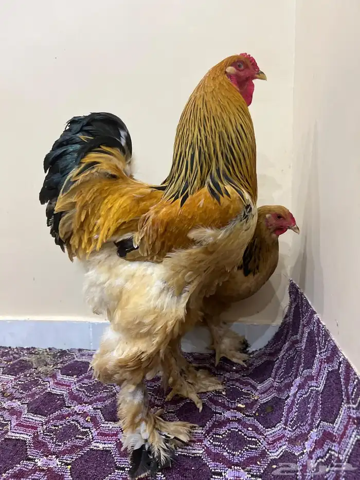 براهما 2