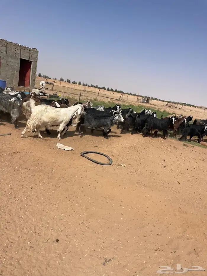 معزا مراح عوارض وملاوين اغلبها دفيع بفحلها طيبه 7