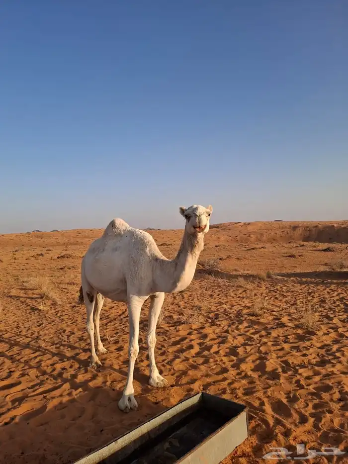 اللقحه نصوف على كحيلاني 1