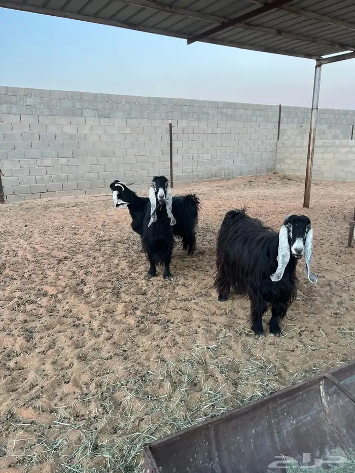 معزا عوراض للبيع 2