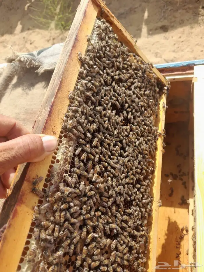 نحل بلدي للبيع للتواصل 3