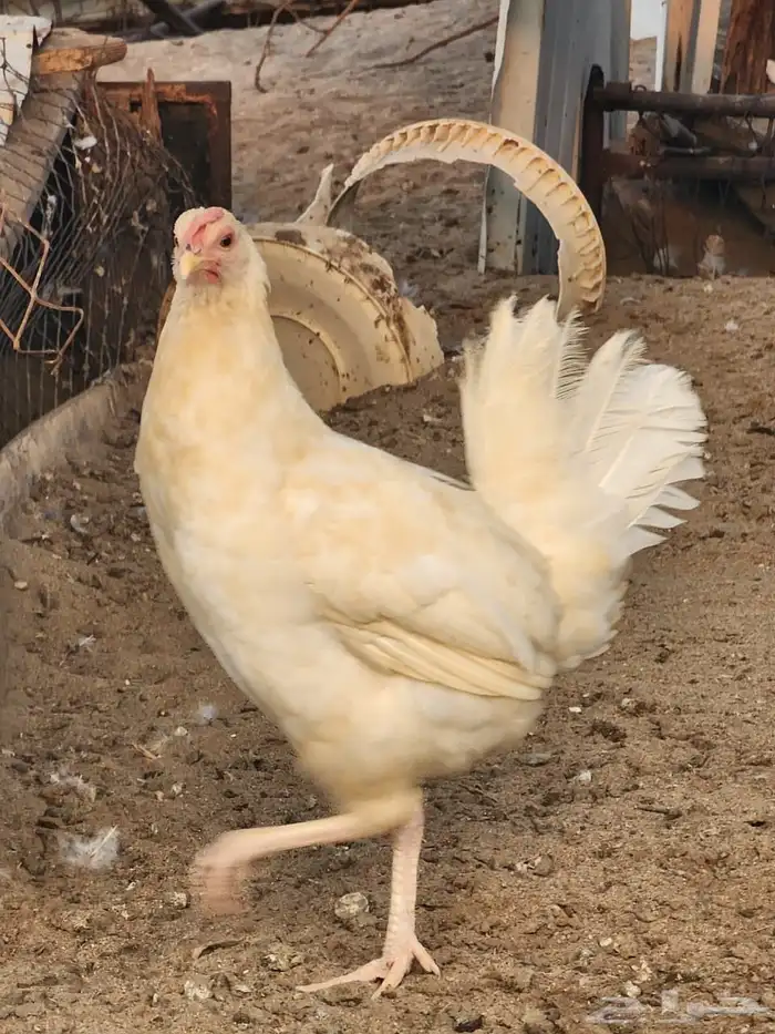 ديك عربي ودجاجتين بلدي 6