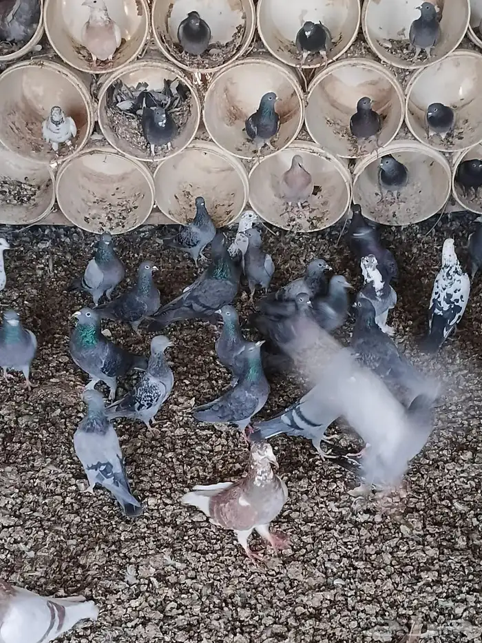 للبيع حمام العدد حولي 400 زاجل وفرنسي 5