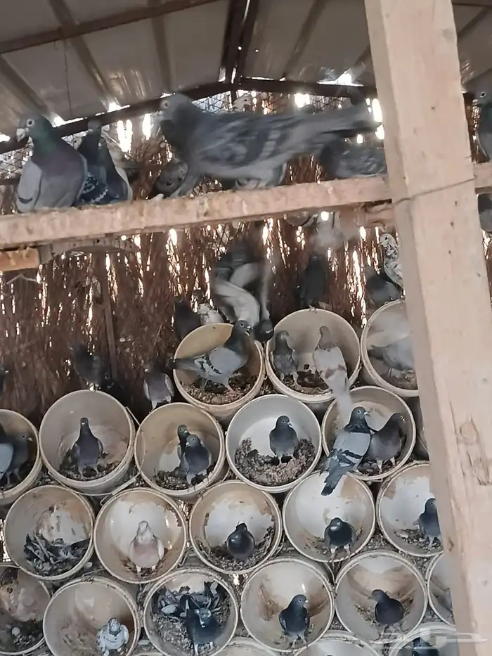 للبيع حمام العدد حولي 400 زاجل وفرنسي 2