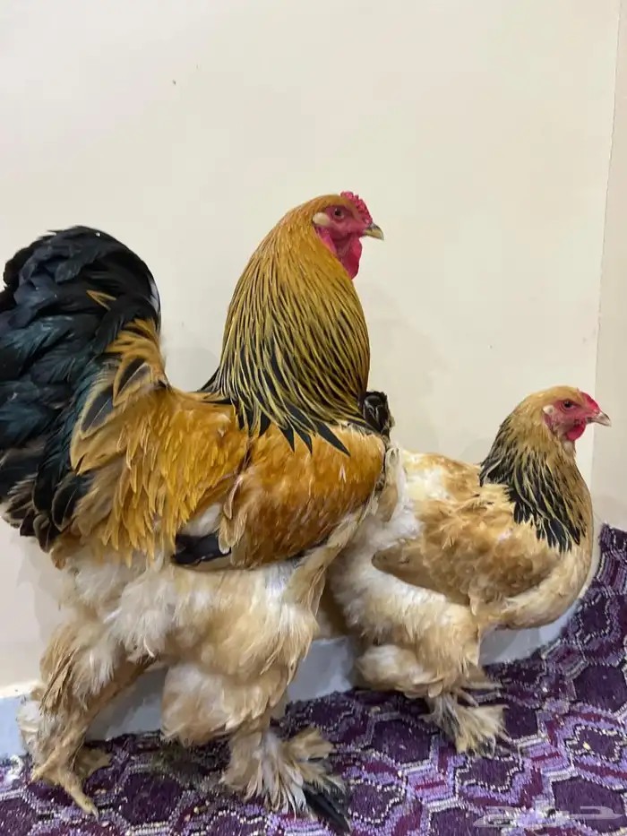 براهما 1