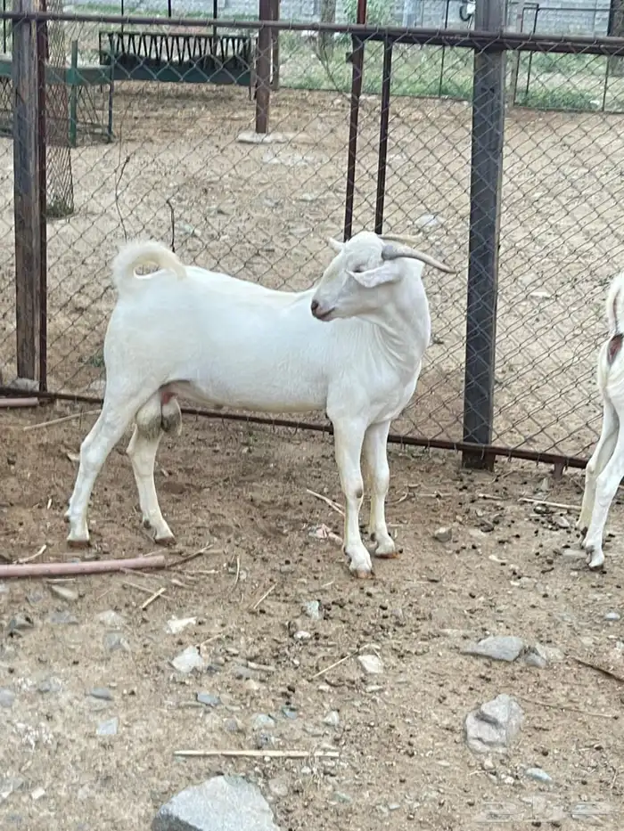 تيس ابرص صنف فحل 7