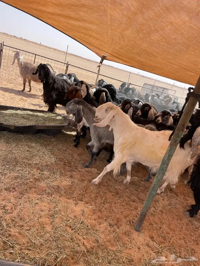 معزا مراح عوارض وملاوين اغلبها دفيع بفحلها طيبه 0