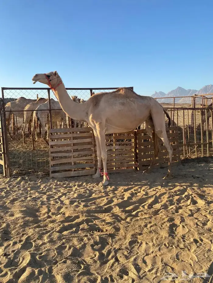 ناقه للبيع 1