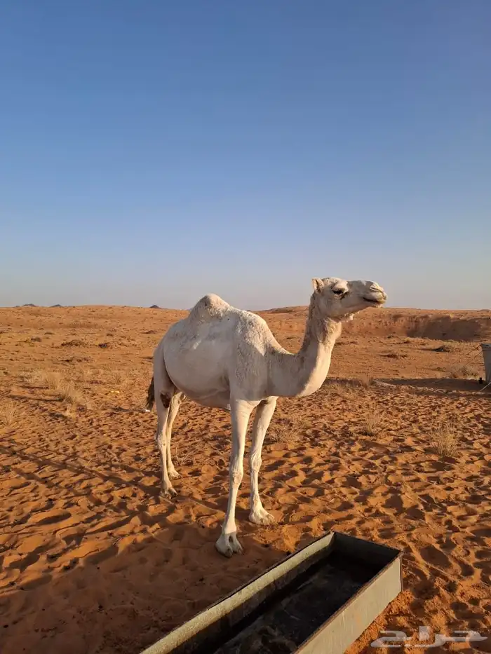 اللقحه نصوف على كحيلاني 5