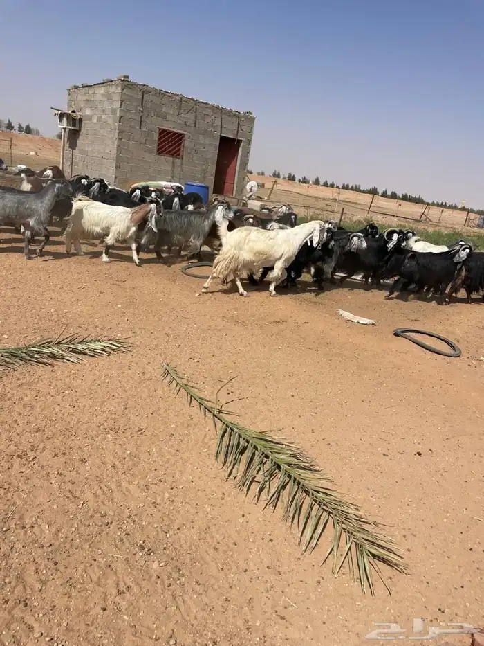 معزا مراح عوارض وملاوين اغلبها دفيع بفحلها طيبه 6