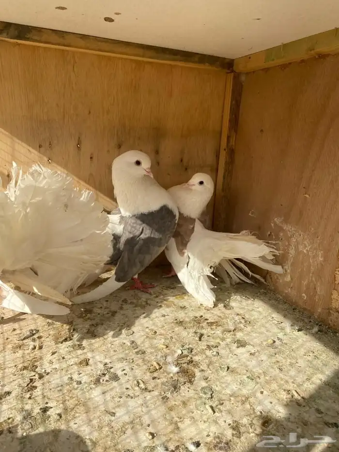 ازواج رقاصي 11