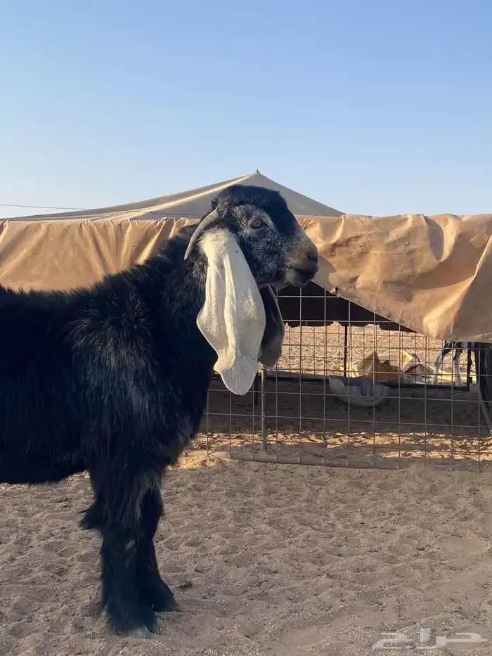 فحل عارضي 2