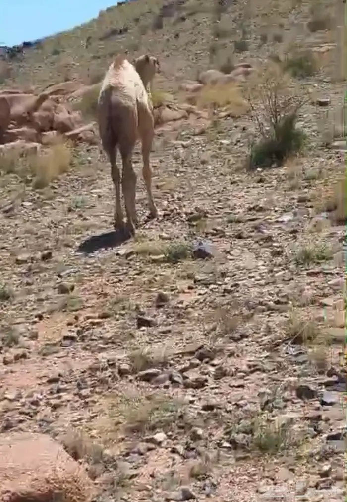 ابل حمر لقيح وخلفات 2
