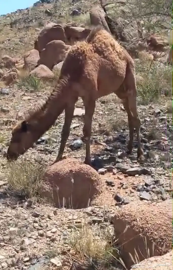 ابل حمر لقيح وخلفات 0
