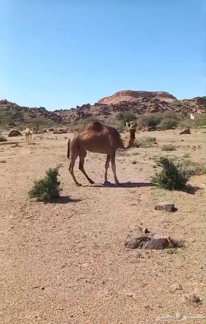 ابل حمر لقيح وخلفات 6
