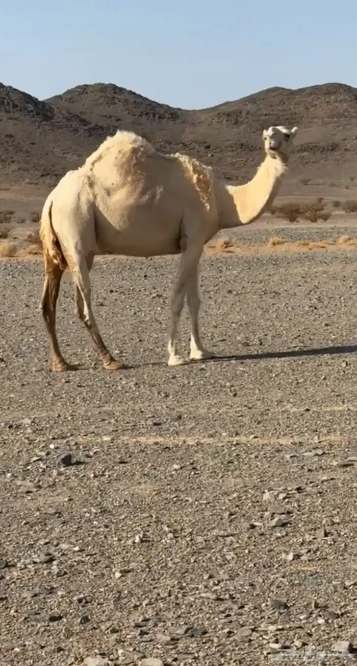 ضريبه طيبه 0