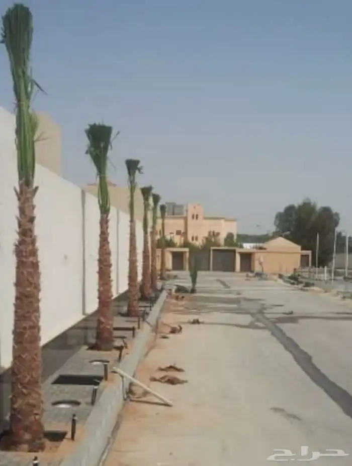 نخيل واشنطني امريكي ابو مروحه 5